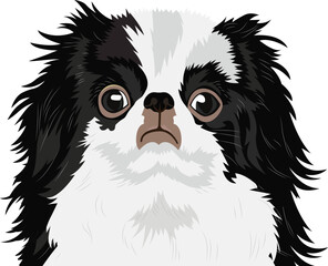 Japanese Chin dog face isolated on a white background, EPS, Vector, Illustration - This versatile design is ideal for prints, t-shirt, mug, poster, and many other tasks.