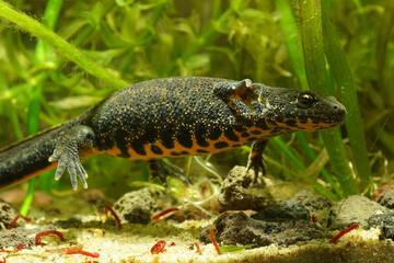 Closeup on an aquatic female balkan crested newt , Triturus ivanbureschi under water