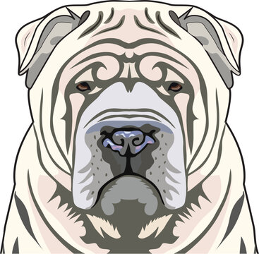 Shar Pei dog face isolated on a white background, EPS, Vector, Illustration - This versatile design is ideal for prints, t-shirt, mug, poster, and many other tasks.
