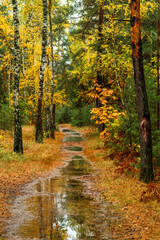 Autumn forest after rain. Puddles reflecting trees. Fallen leaves. Hiking. A walk through the autumn forest.