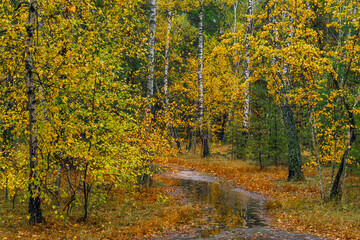 Obraz premium Autumn forest after rain. Puddles reflecting trees. Fallen leaves. Hiking. A walk through the autumn forest.