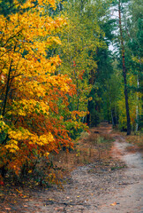 Forest path. The trees are painted in bright autumn colors. Beauty of nature. Hiking. Walk outdoors.