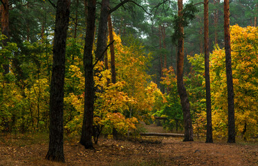 Fallen trees in the forest. Beauty of nature. Autumn. Hiking. Take a walk in the fresh air.