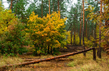 Fallen trees in the forest. Beauty of nature. Autumn. Hiking. Take a walk in the fresh air.