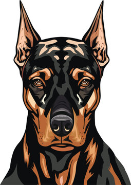 Dobermann dog face isolated on a white background, EPS, Vector, Illustration - This versatile design is ideal for prints, t-shirt, mug, poster, and many other tasks.