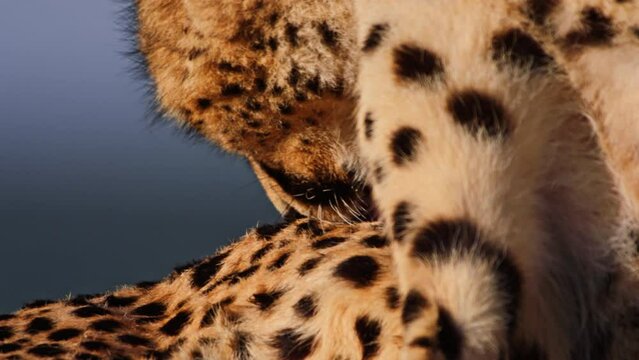 Close up of a cheetah's (Acinonyx jubatus) head licking its fur while laying during sunrise in Africa.