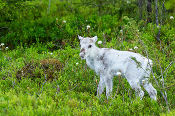 Cute small white reindeer calf standing alone calling for mommy - 687085940