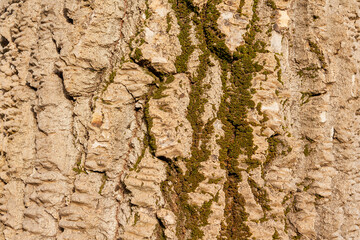 Texture of the bark of a tree with moss in macro photography.