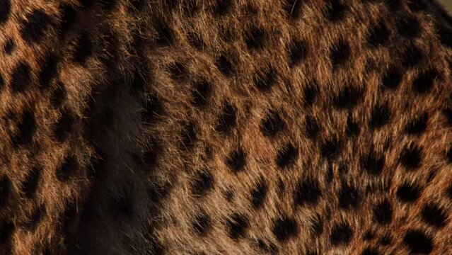 Close up of a cheetah's (Acinonyx jubatus) fur pattern at sunrise in Africa.