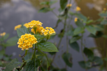 Beautiful flowers, beautiful rocks, kites flying in the blue sky.
