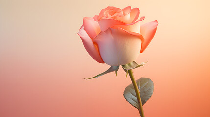 Single pink rose on gradient from rose pink to warm cream background