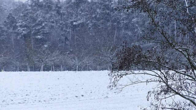 Forest in snowy landscape with snow, unsharp background, 4k