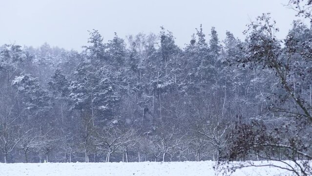Forest in snowy landscape with snow, unsharp bush in foreground, 4k