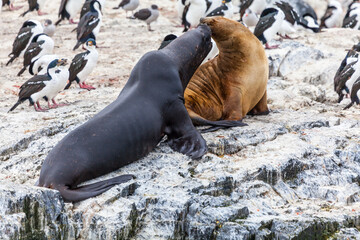Unspoilt, wild nature in Patagonia in the Beagle Channel.