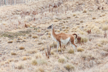 Nice view of the beautiful, wild Guanaco on Patagonian soil.