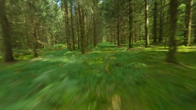 fpv drone flying through pine forest trees on a summer day in Vosges region France