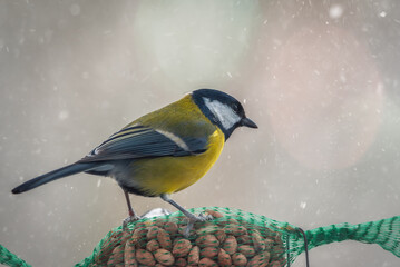 A tit at the feeder