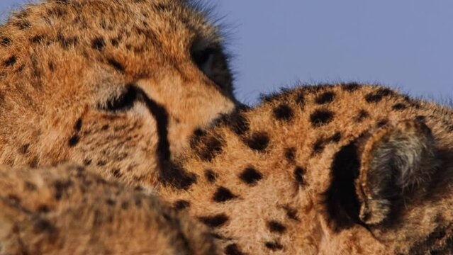 Close up of a cheetah's (Acinonyx jubatus) head licking another cheetah during the morning in Africa.