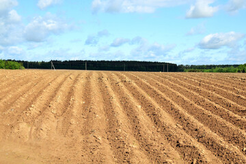 Agriculture. Even rows of potato field