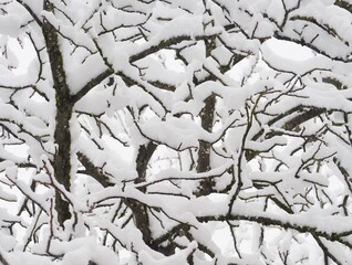Malerisch - schneebedeckter Baum im Winter