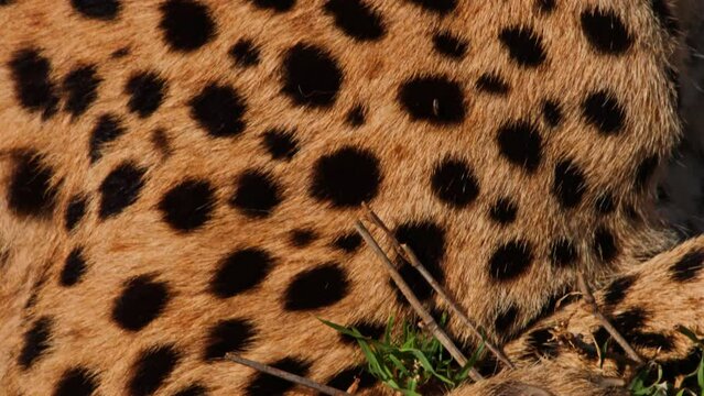 Close up tilt shot of a cheetah's (Acinonyx jubatus) skin pattern under the morning light in Africa.