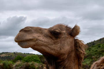 Detail of the head of a dromedary,