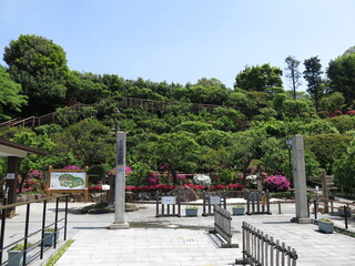 ツツジが咲く大田区の池上梅園