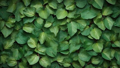 Full coverage green leaves texture, heart-shaped with prominent veins, natural background