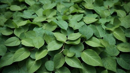 Dense green foliage texture with overlapping heart-shaped leaves, fresh and vibrant