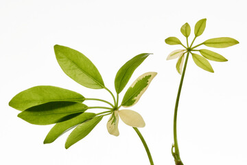 leaves of a Heptapleurum actinophyllum or umbrella tree 