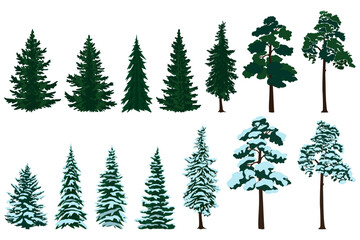 Fir and pine trees with snow, christmas trees. Vector illustration. - obrazy, fototapety, plakaty