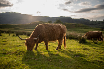 Highland Cattle