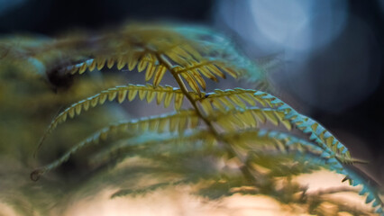 Fougères sauvages dans la forêt des Landes de Gascogne, pendant le crépuscule