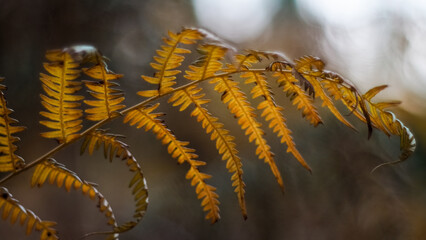 Fougères sauvages dans la forêt des Landes de Gascogne, pendant le crépuscule
