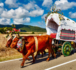 Cart pulled by a pair of oxen particularly decorated for the village festival Oristano Sardinia...