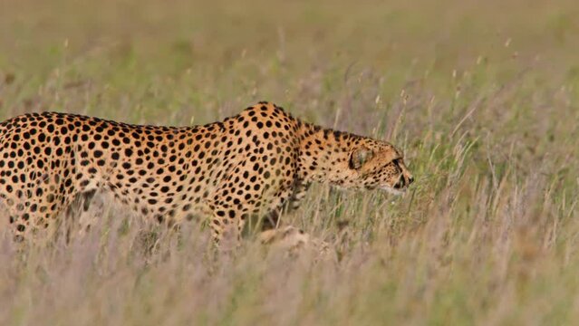 Long lens pan of a cheetah (Acinonyx jubatus) creeping through the savannah under the morning light in Africa.
