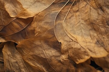 Fototapeta premium Close up of Fiber structure of leaves texture. Leaf vein on brown background