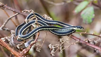A Common Garter Snake coiled up on a thorny bush.