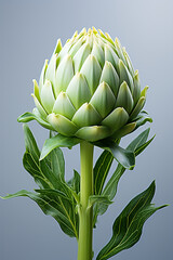 Obraz premium Artichoke. Portrait. Ideal for advertising or banner.
