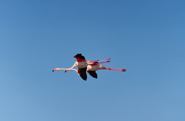 vol allongé d'un couple de flamant rose au dessus de la mer  en Camargue sud de la France