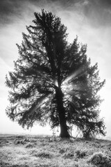 Pine tree standing on the meadow, rays of sunlight shining through. Dramatic black and white photo
