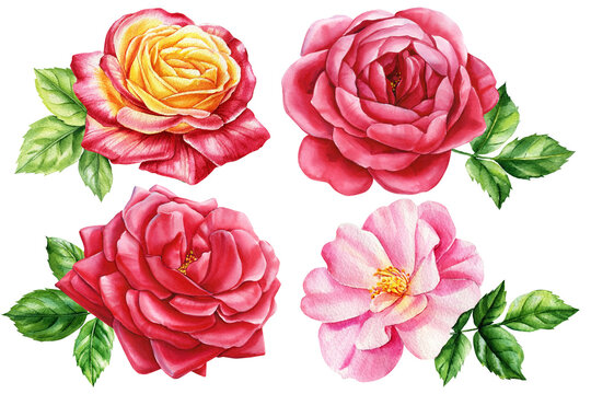 Roses flowers and leaves set watercolor on isolated white background, watercolor illustration, floral design elements