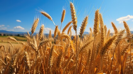 Fototapeta premium A large field with yellow bright juicy ears of wheat against a background of a clear blue sky with white clouds. Close-up of an agricultural harvest.