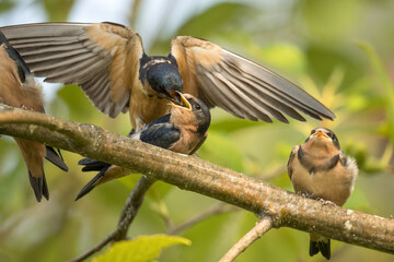 A Barn Swallow (Hirundo rustica) parent feeds it hungry fledglings on the wing.