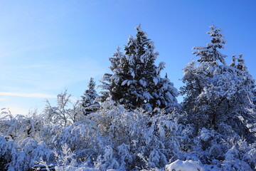 snow covered trees.