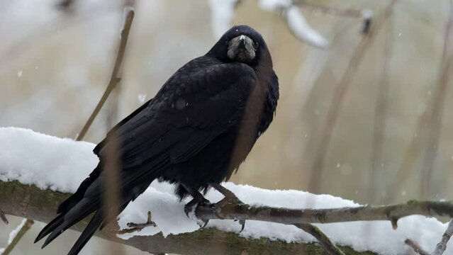 Raven close up. Black raven sitting on tree. Bird in winter. Corvus corax.