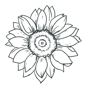 illustration of a sun flower. flowers drawing with line-art on white backgrounds.  Simple Design Outline Style. You can give color you like. Vector Illustrations