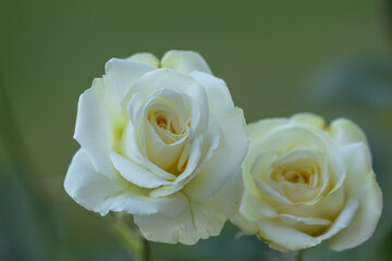 close up of a rose