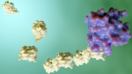 3d rendering of ubiquitin is attached to target proteins by a process called ubiquitination