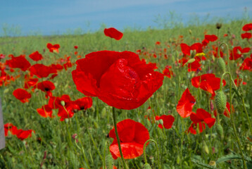 Spring wild poppy field